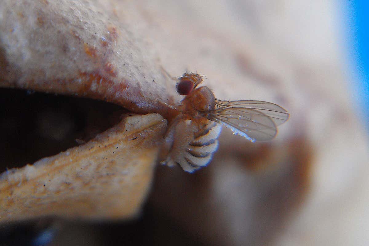 New Scientist. Science news and long reads from expert journalists, covering developments in science, technology, health and the environment on the website and the magazine.