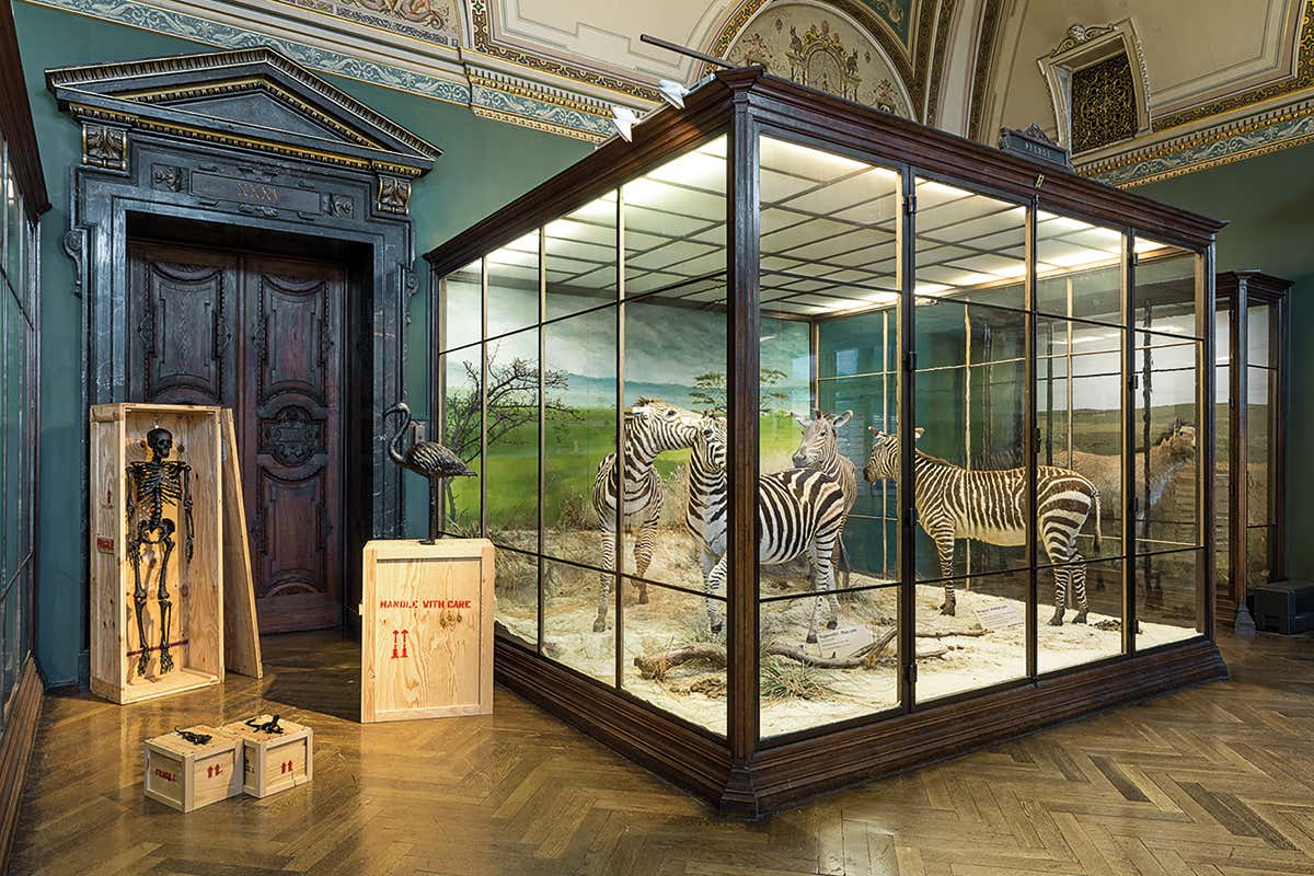 zebra exhibits