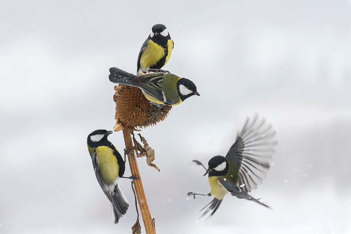Great tits