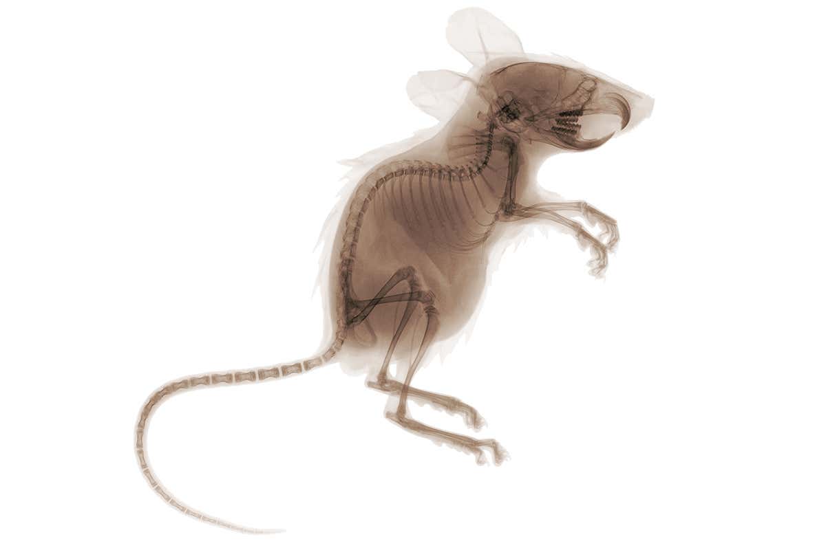 mouse xray