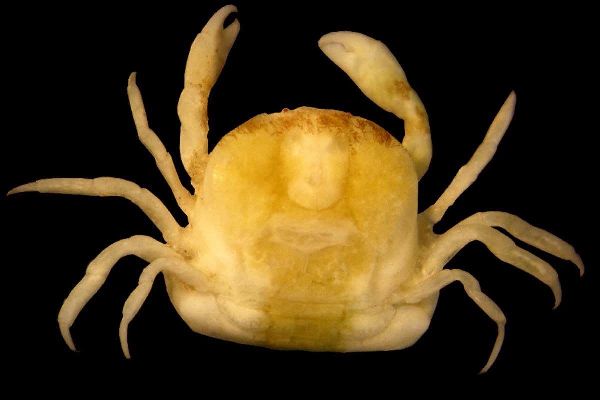 Genital parasite crabs are struggling to find sex partners