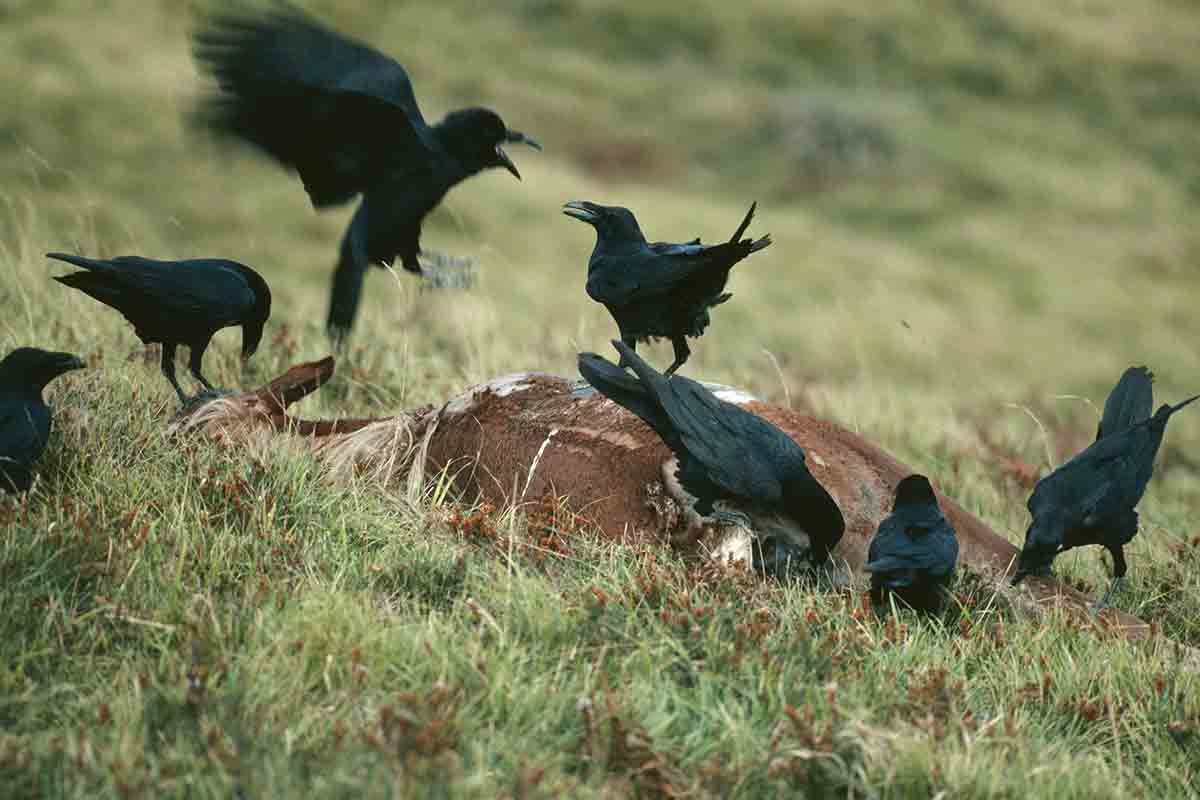 New Scientist. Science news and long reads from expert journalists, covering developments in science, technology, health and the environment on the website and the magazine.