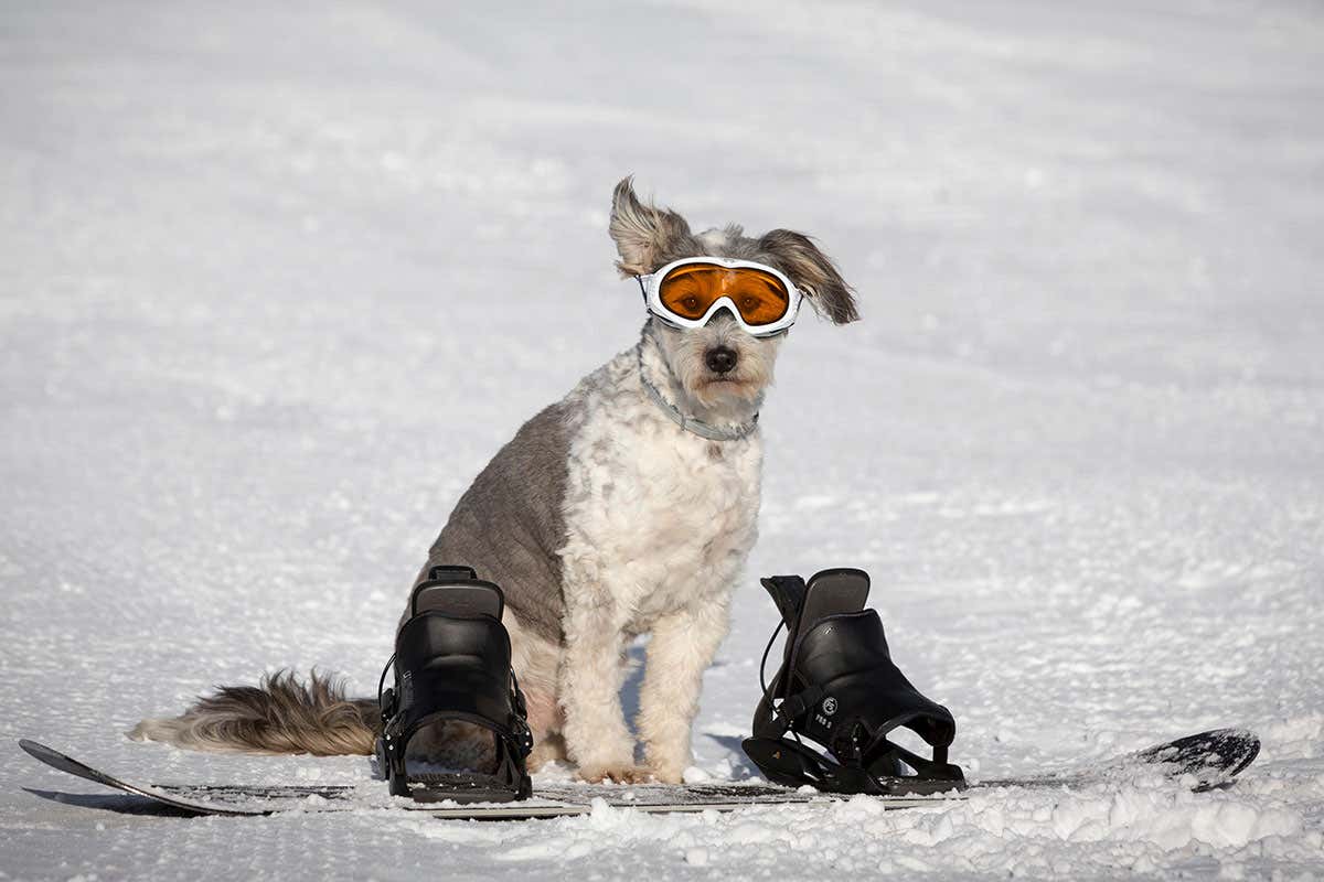A picture of a dog in the snow