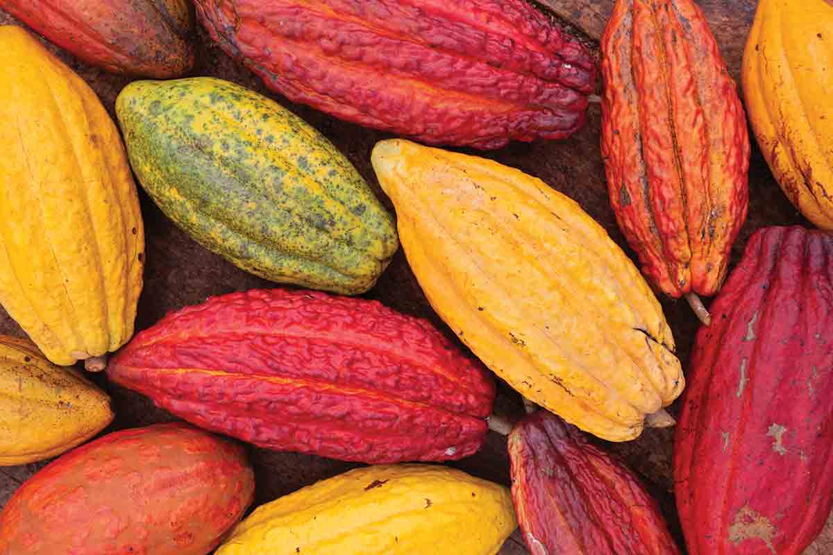Cocoa pods