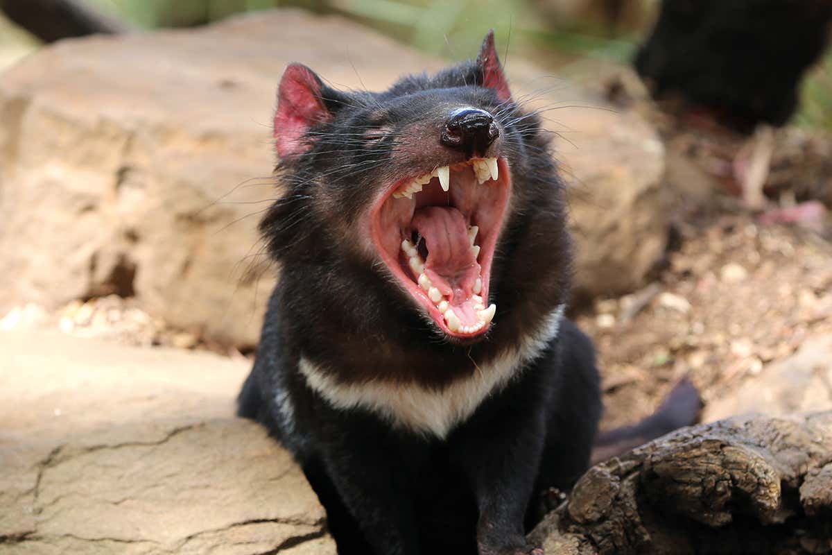 Tasmanian devil