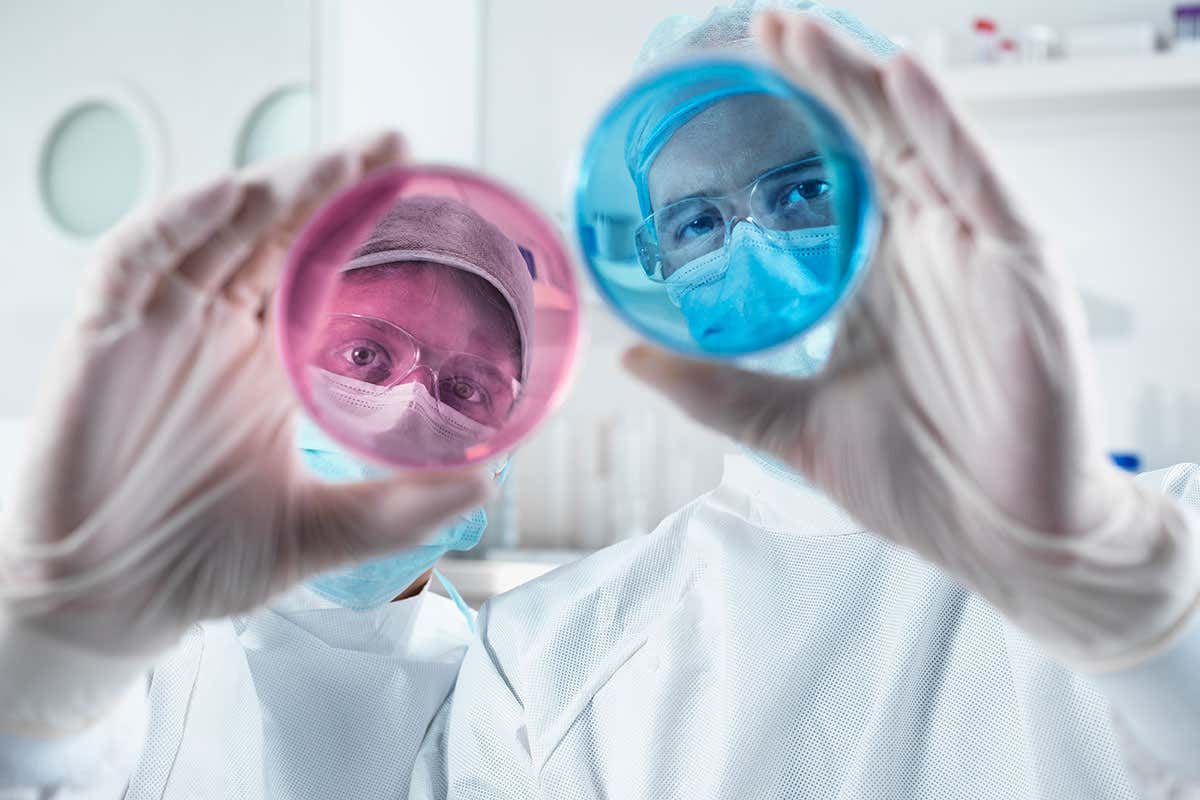 Scientists looking through pink and blue dishes