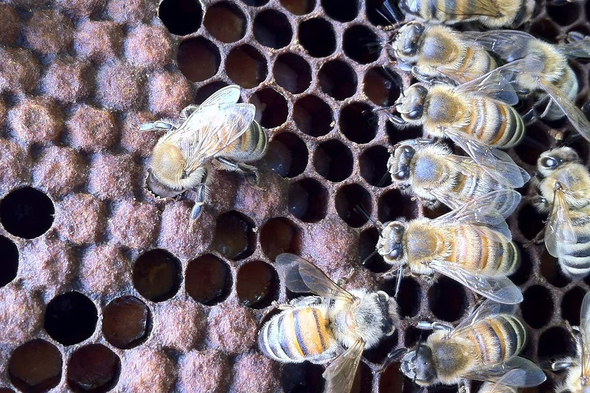 Smell of death tells undertaker bees it's time to remove corpses