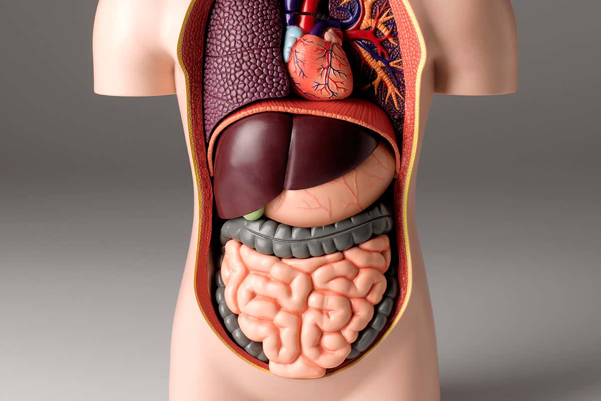 An anatomical model