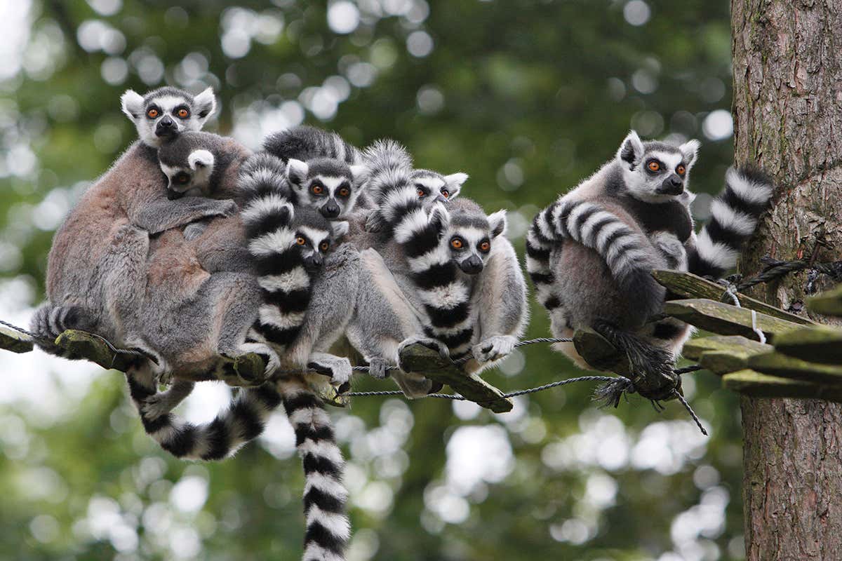 Lemurs