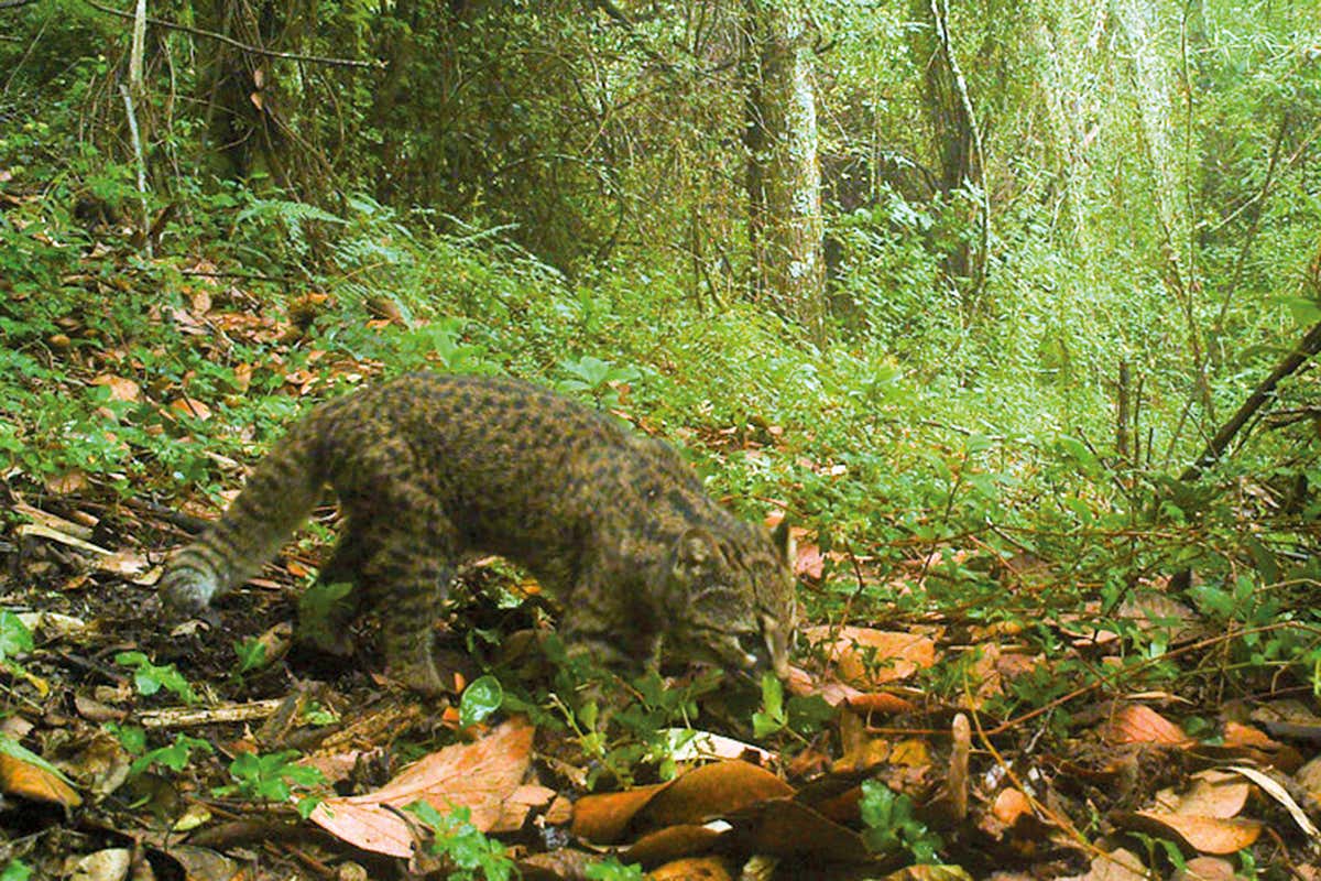 Cute cats the size of kittens are seeing their homes destroyed