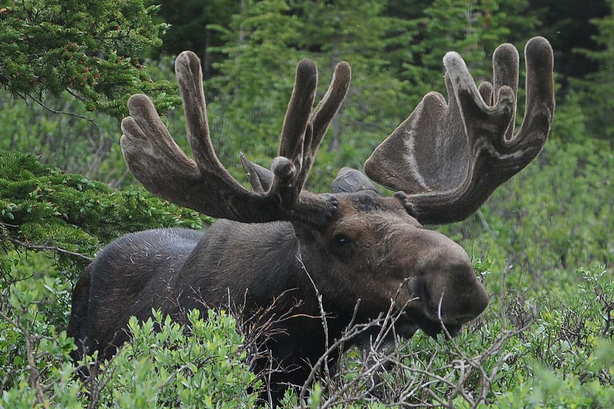 New Scientist. Science news and long reads from expert journalists, covering developments in science, technology, health and the environment on the website and the magazine.