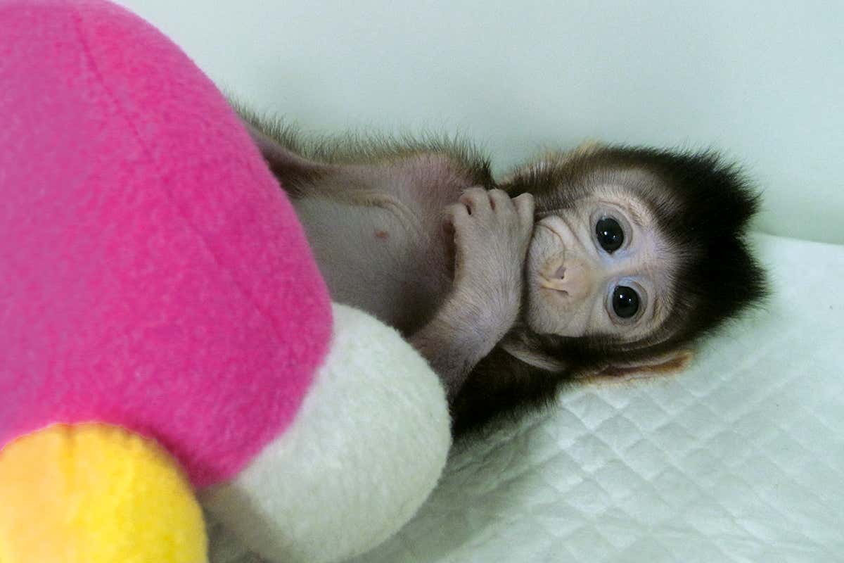 What does China’s monkey breakthrough mean for human cloning?