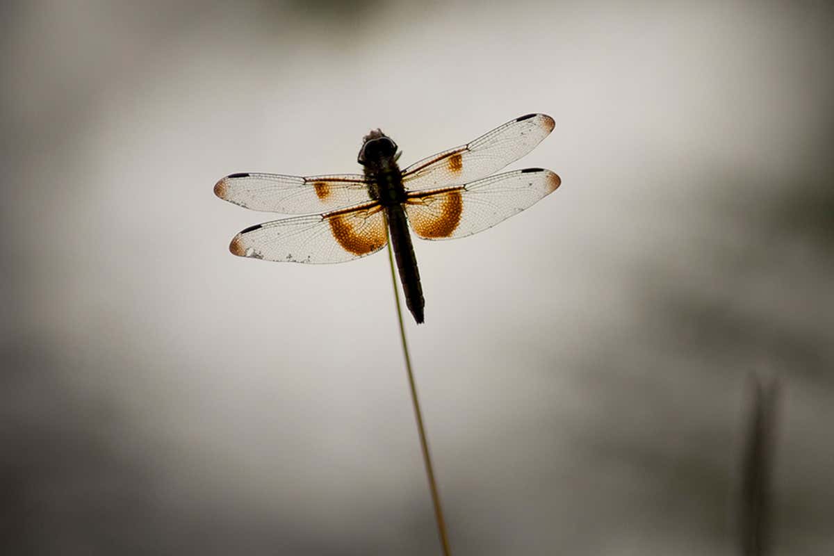 New Scientist. Science news and long reads from expert journalists, covering developments in science, technology, health and the environment on the website and the magazine.