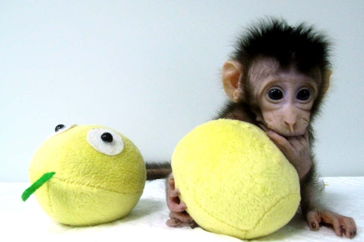 a cloned monkey