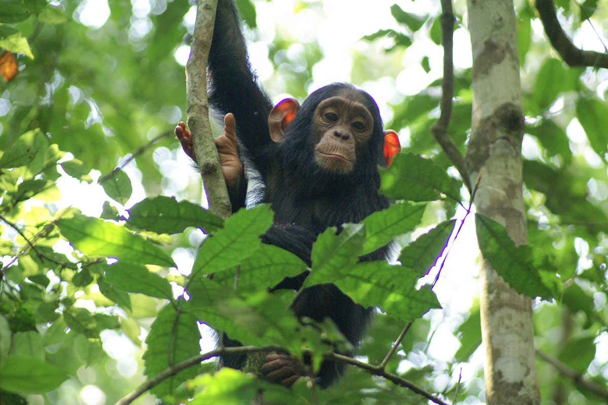 New Scientist. Science news and long reads from expert journalists, covering developments in science, technology, health and the environment on the website and the magazine.