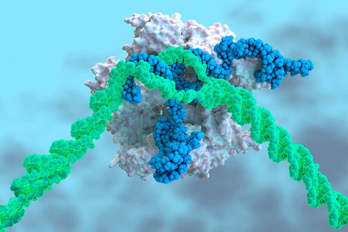 CRISPR-Cas9 gene-editing complex