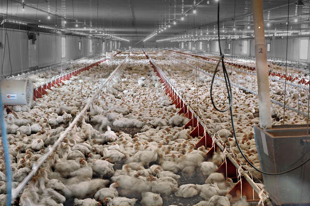 We shouldn't hide the gory details of how meat reaches our plate