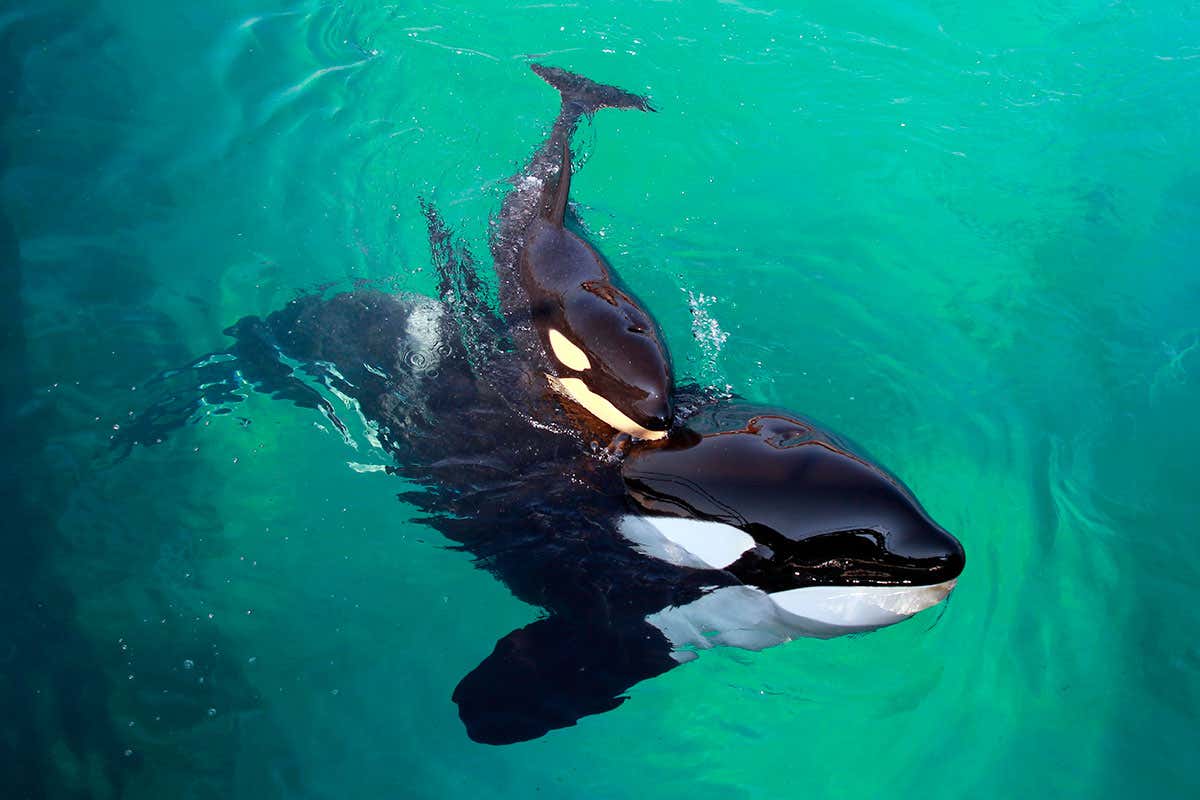 Wikie a killer whale, swims with her calf in Marineland aquatic park