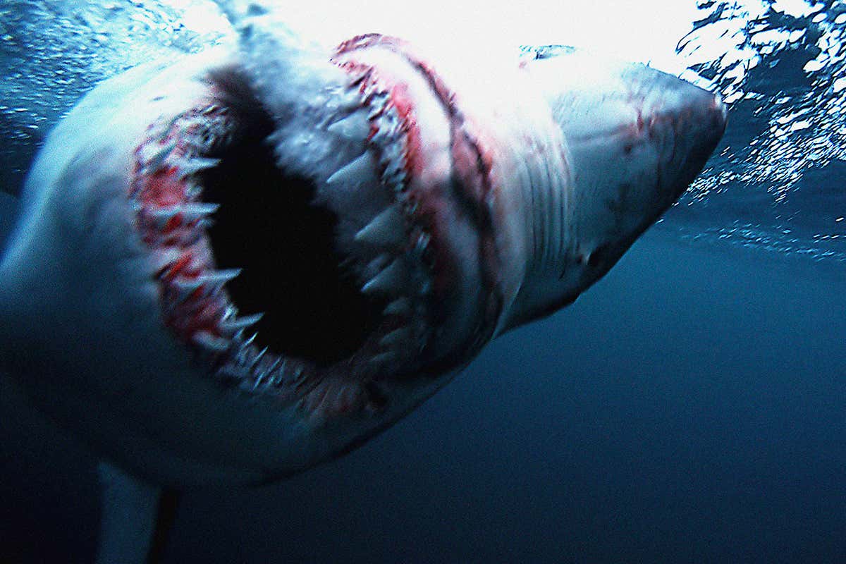 Shark's open mouth