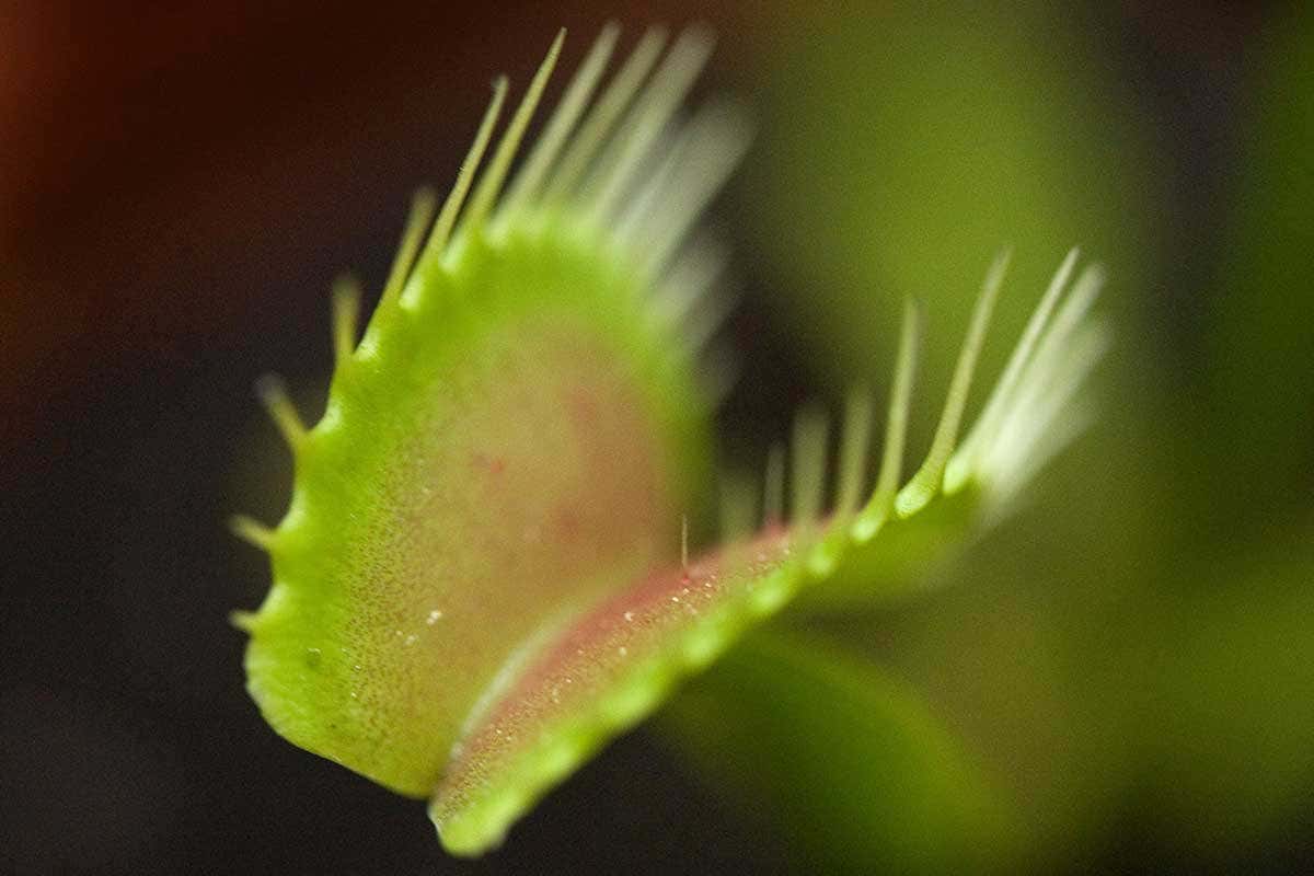 Venus fly trap