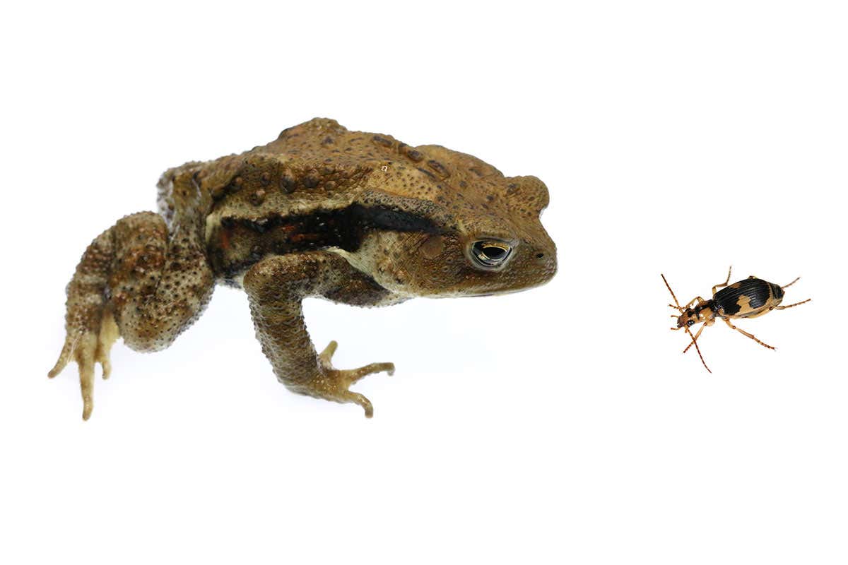 New Scientist. Science news and long reads from expert journalists, covering developments in science, technology, health and the environment on the website and the magazine.