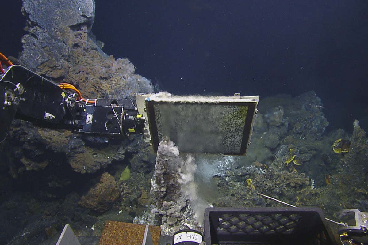 Deep-sea fish lay eggs near hydrothermal vents to keep them warm