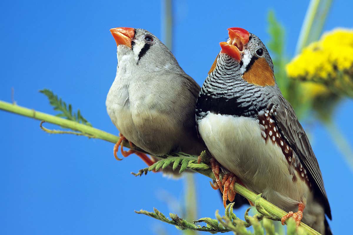 Birds 'dream sing' by moving their vocal muscles in their sleep