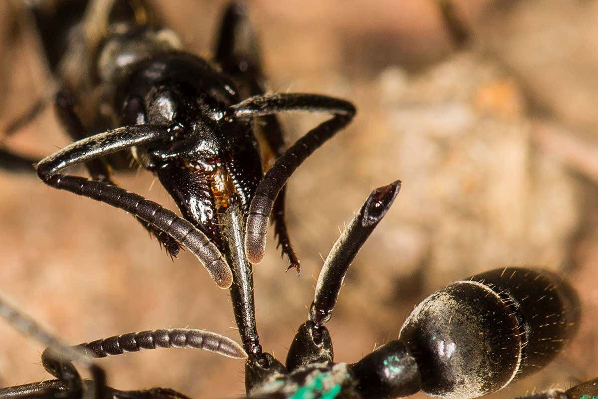 Ants care for wounded comrades by licking their wounds clean