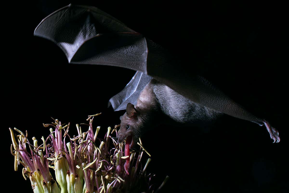 New Scientist. Science news and long reads from expert journalists, covering developments in science, technology, health and the environment on the website and the magazine.