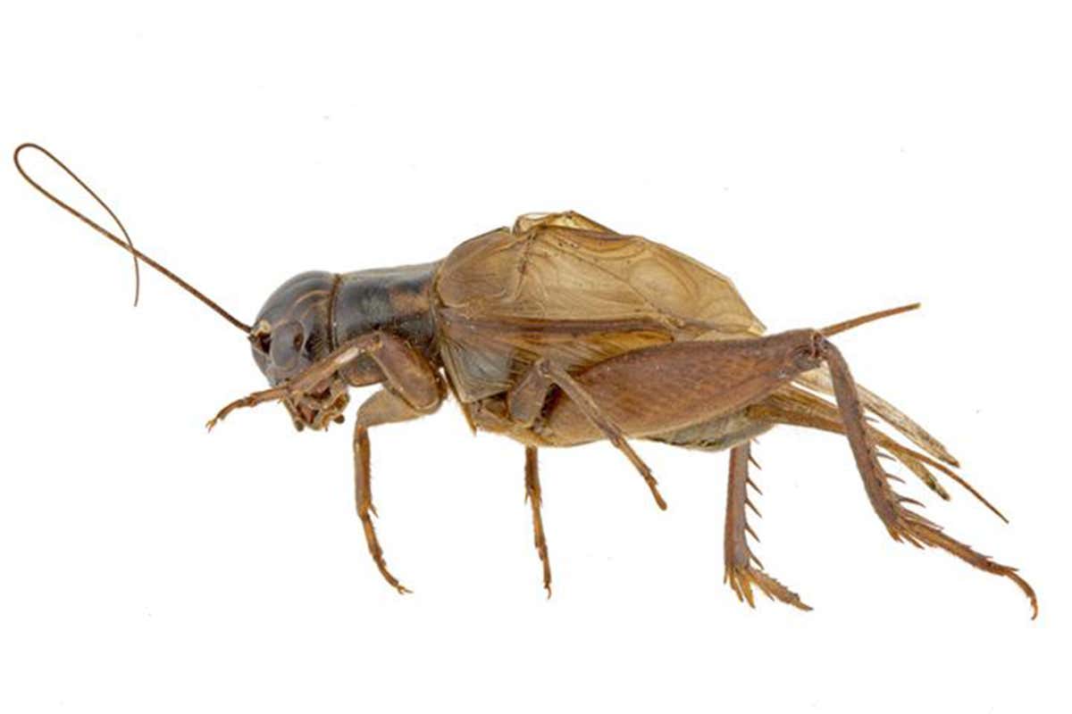 Mute male crickets are still trying to serenade females