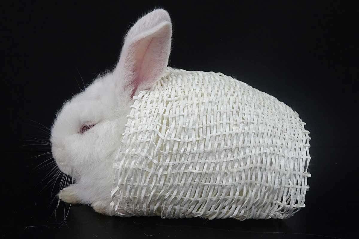 Bunnies draped in fake polar bear fur are both cosy and stealthy