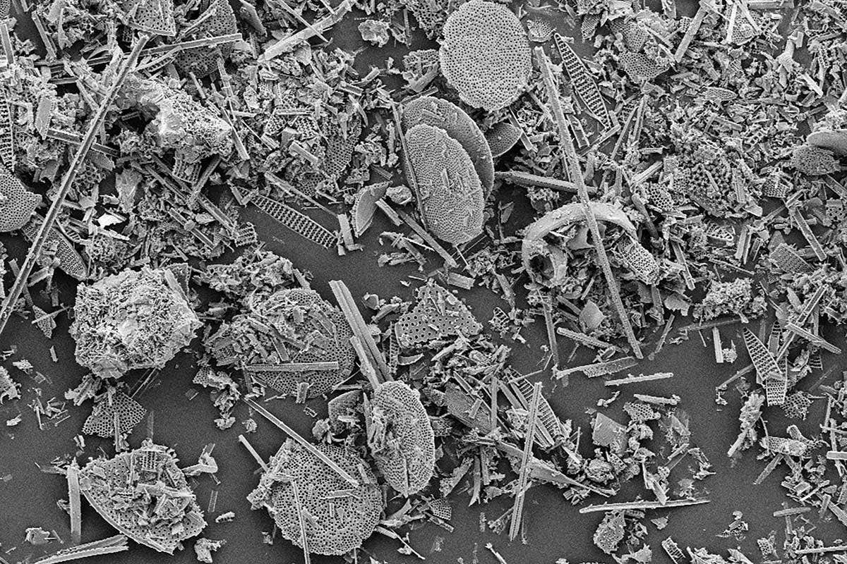 microorganisms found in oceans