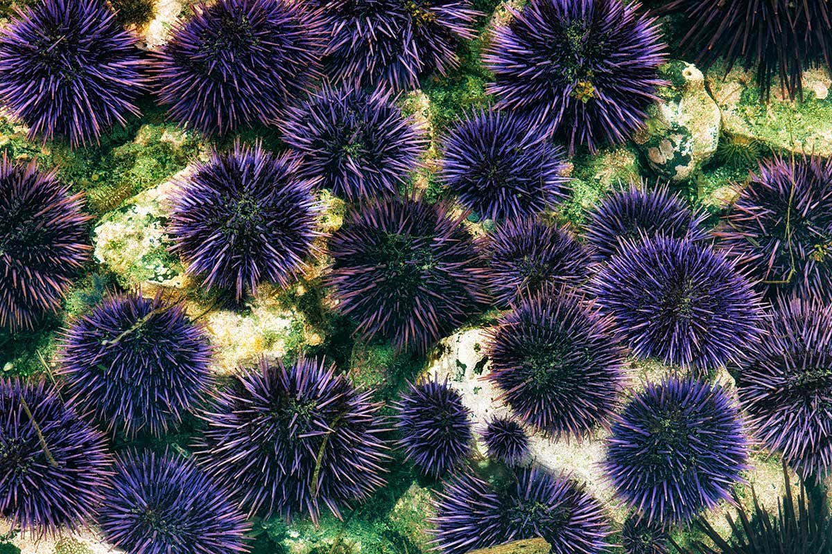 Sea urchins can drill holes in solid rock with just their teeth