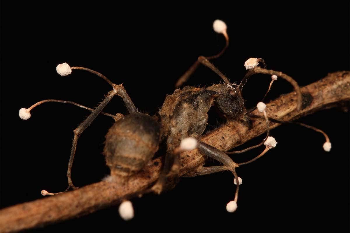 Newly-discovered fungi turn luckless ants into kamikaze zombies