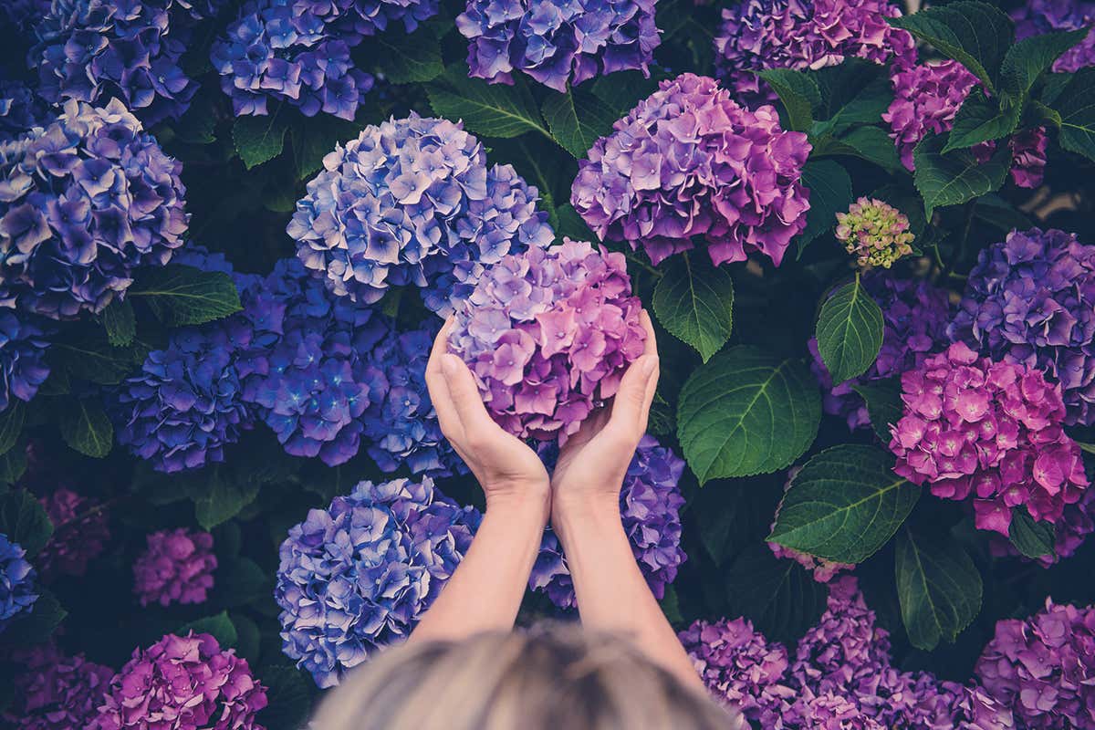 Growing skills: How to get the prettiest flowers on the block