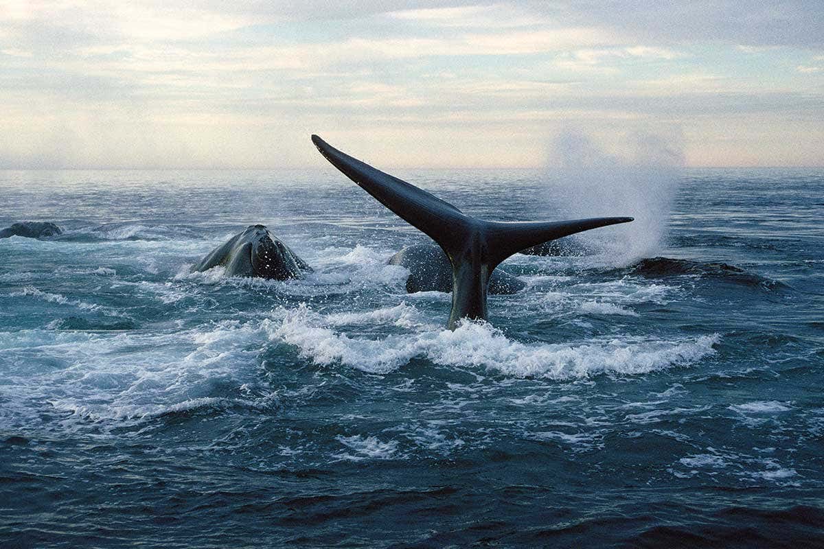North Atlantic right whale
