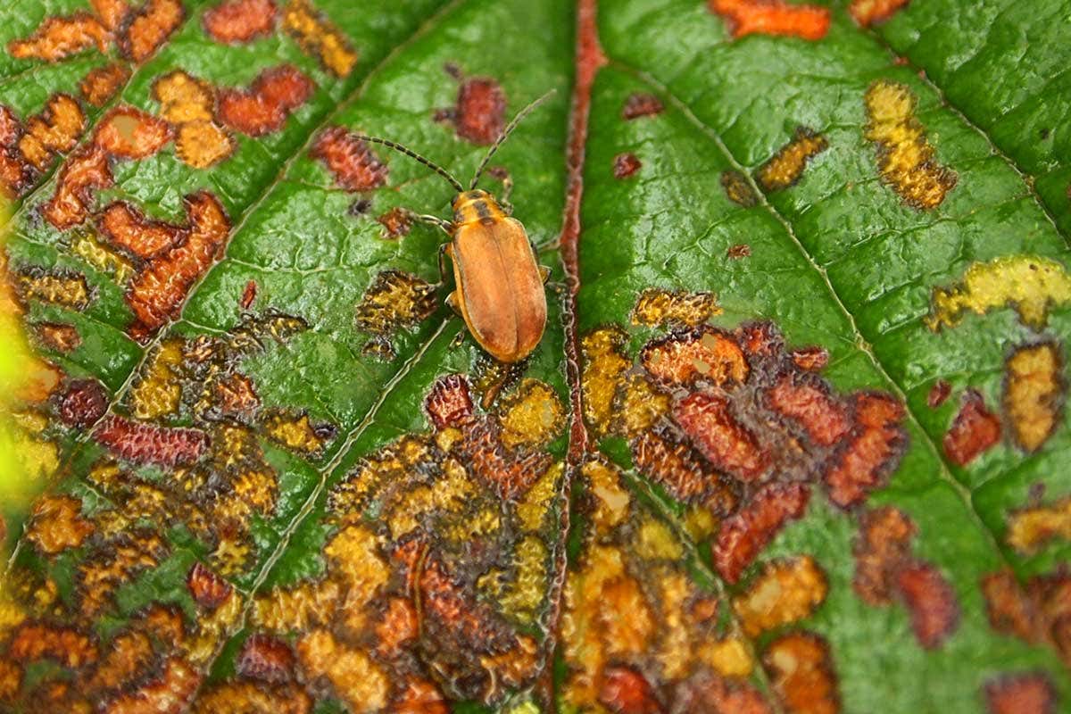 Beetles hide by looking like the bite marks they make on leaves