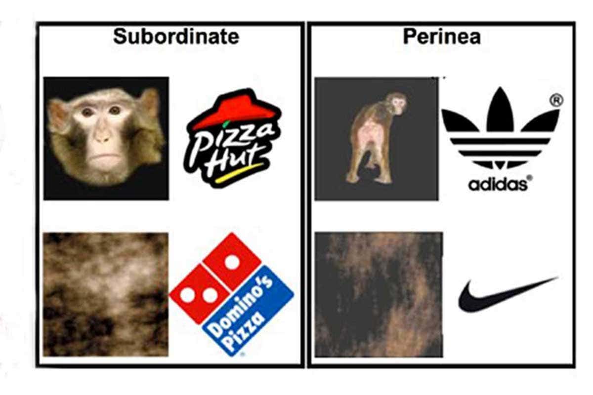 Advertising campaign for monkeys uses sex to sell brands