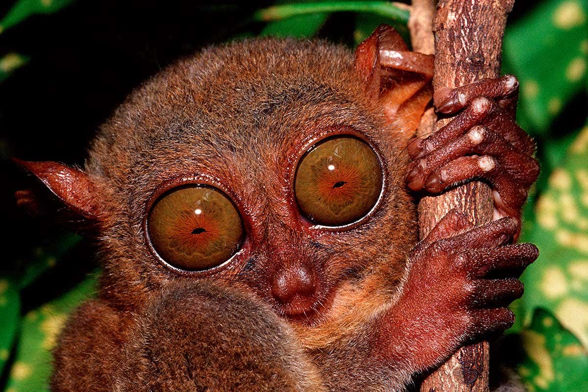 New Scientist. Science news and long reads from expert journalists, covering developments in science, technology, health and the environment on the website and the magazine.