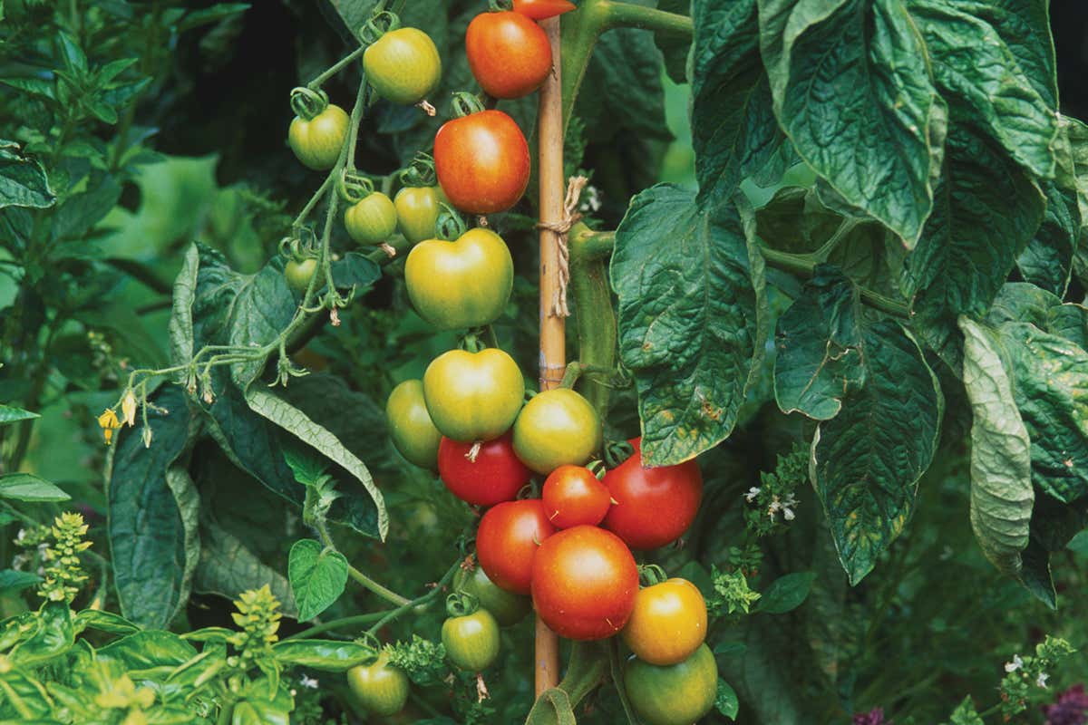 Growing skills: Top tips for producing the best veg in town