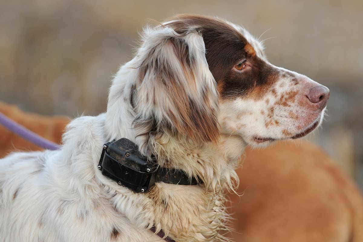 A dog wearing an electric shock collar