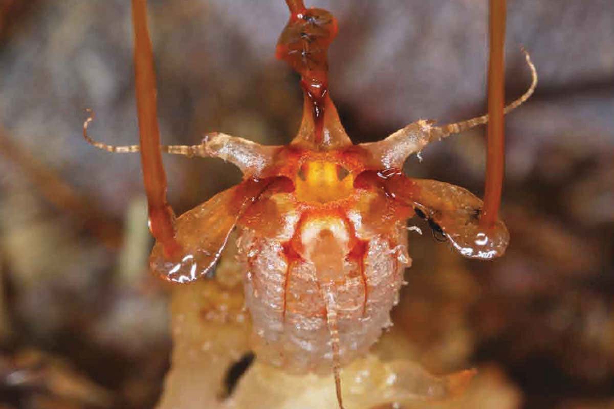 A weird underground plant has been rediscovered after 151 years