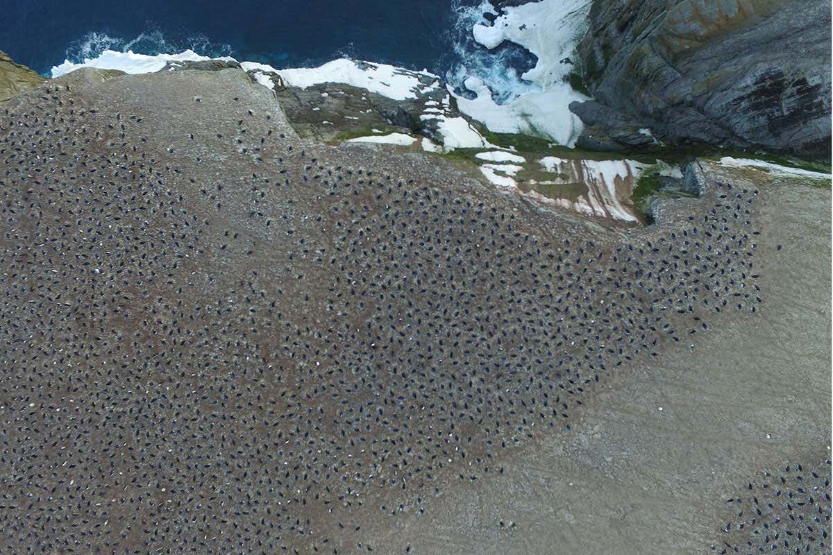 The Adélie penguin colony on Heroina Island in the Danger Islands, Antarctica