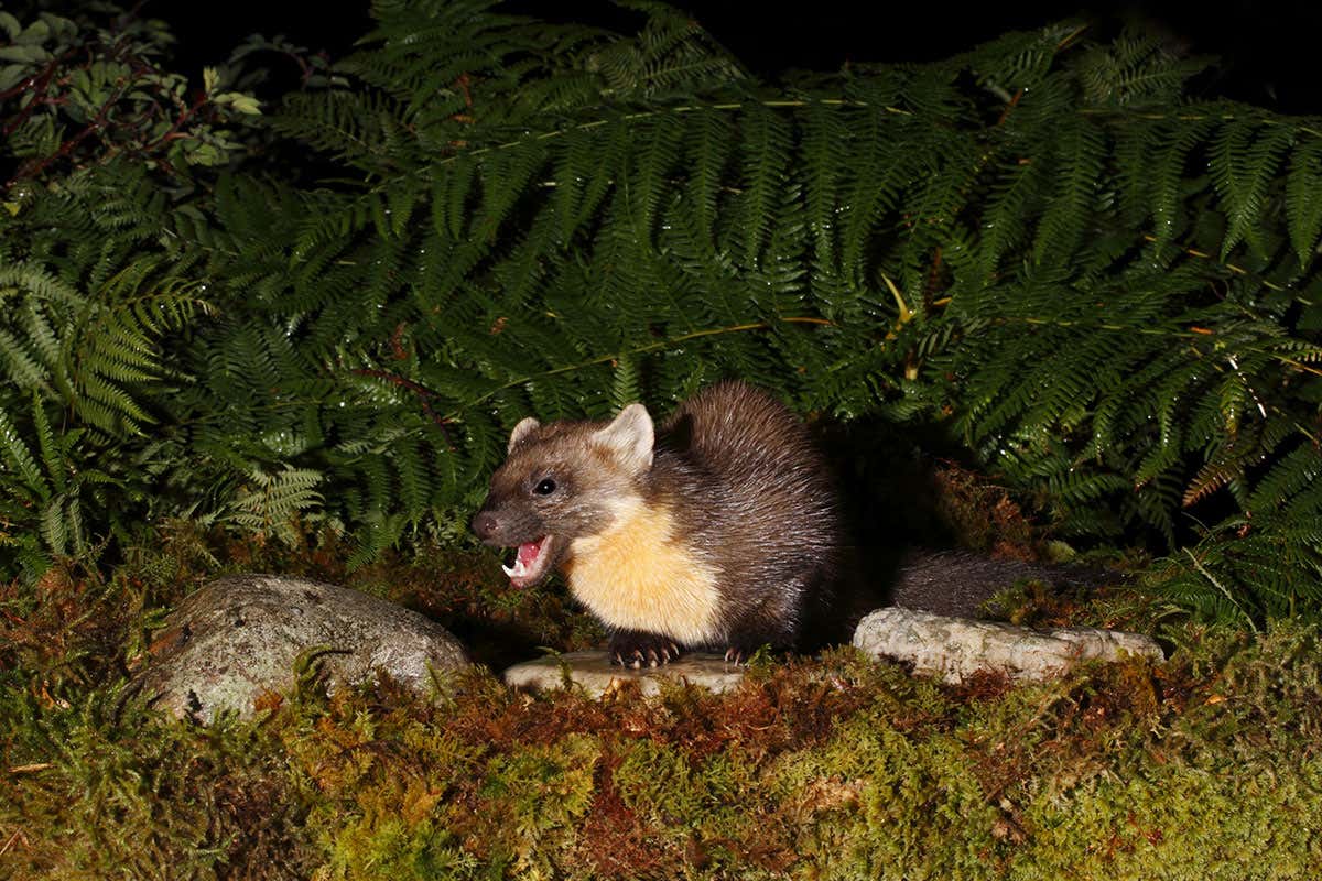 New Scientist. Science news and long reads from expert journalists, covering developments in science, technology, health and the environment on the website and the magazine.