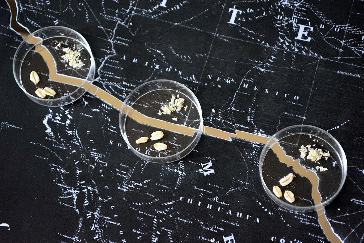 slime mould border experiment