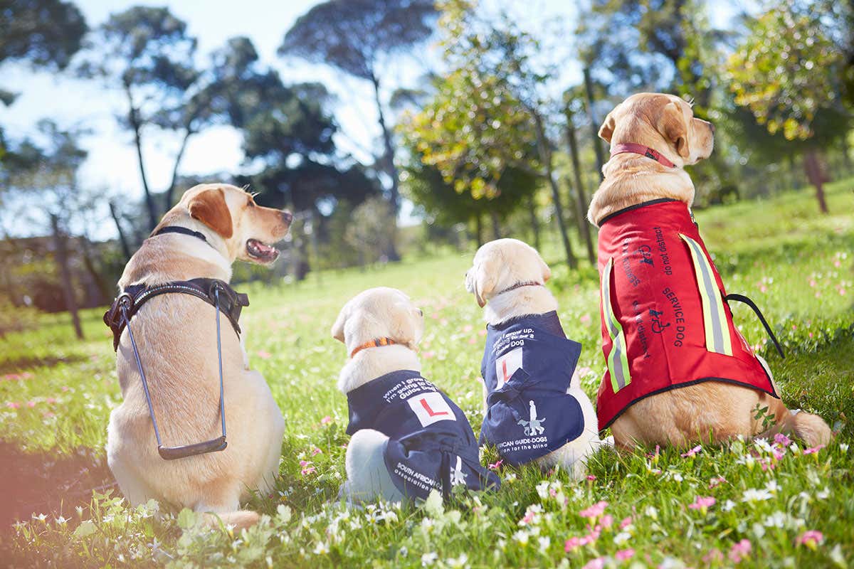 Guide dogs sitting in a field