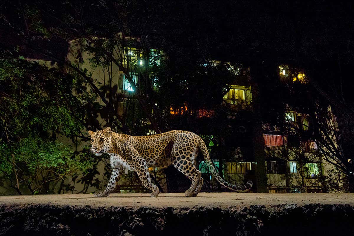 Leopards that live in cities are protecting people from rabies