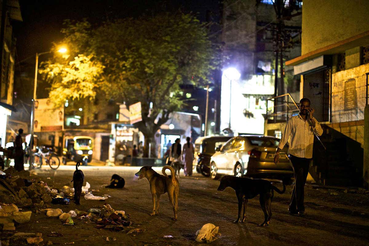 Feral dogs roam the streets of Mumbai