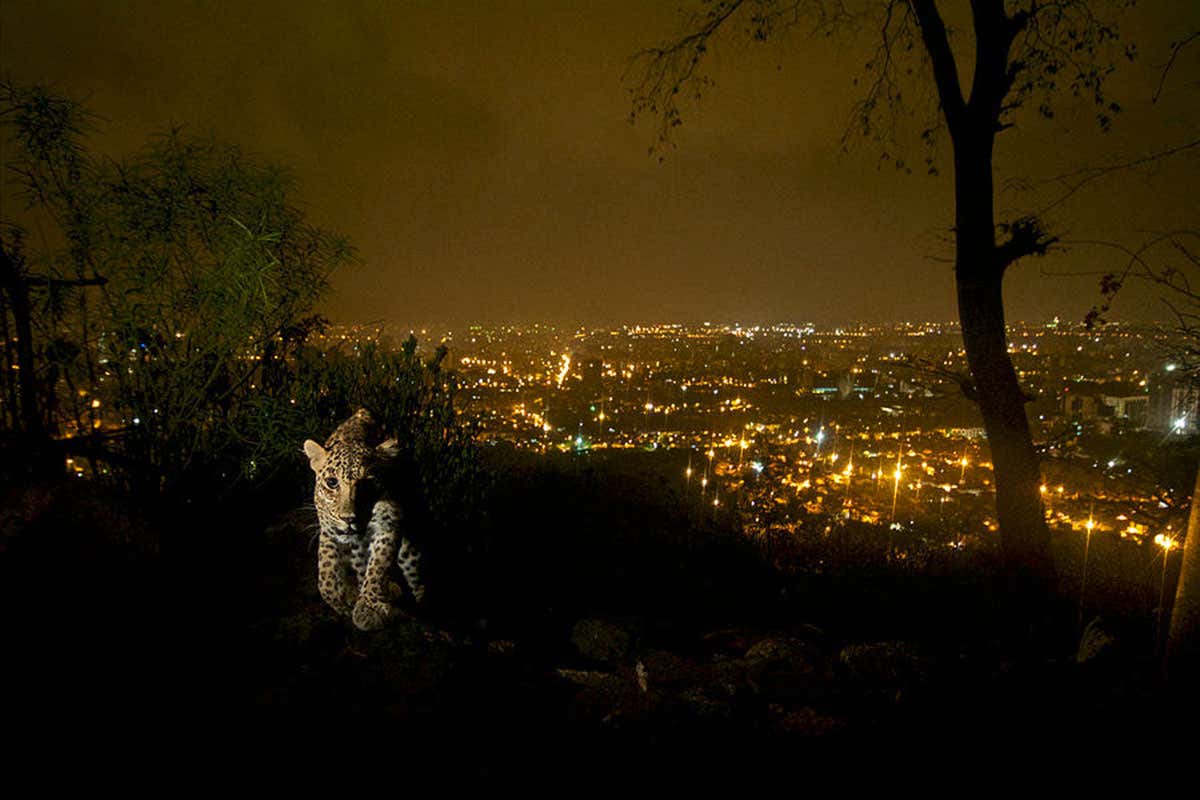 Can leopards and humans co-exist?