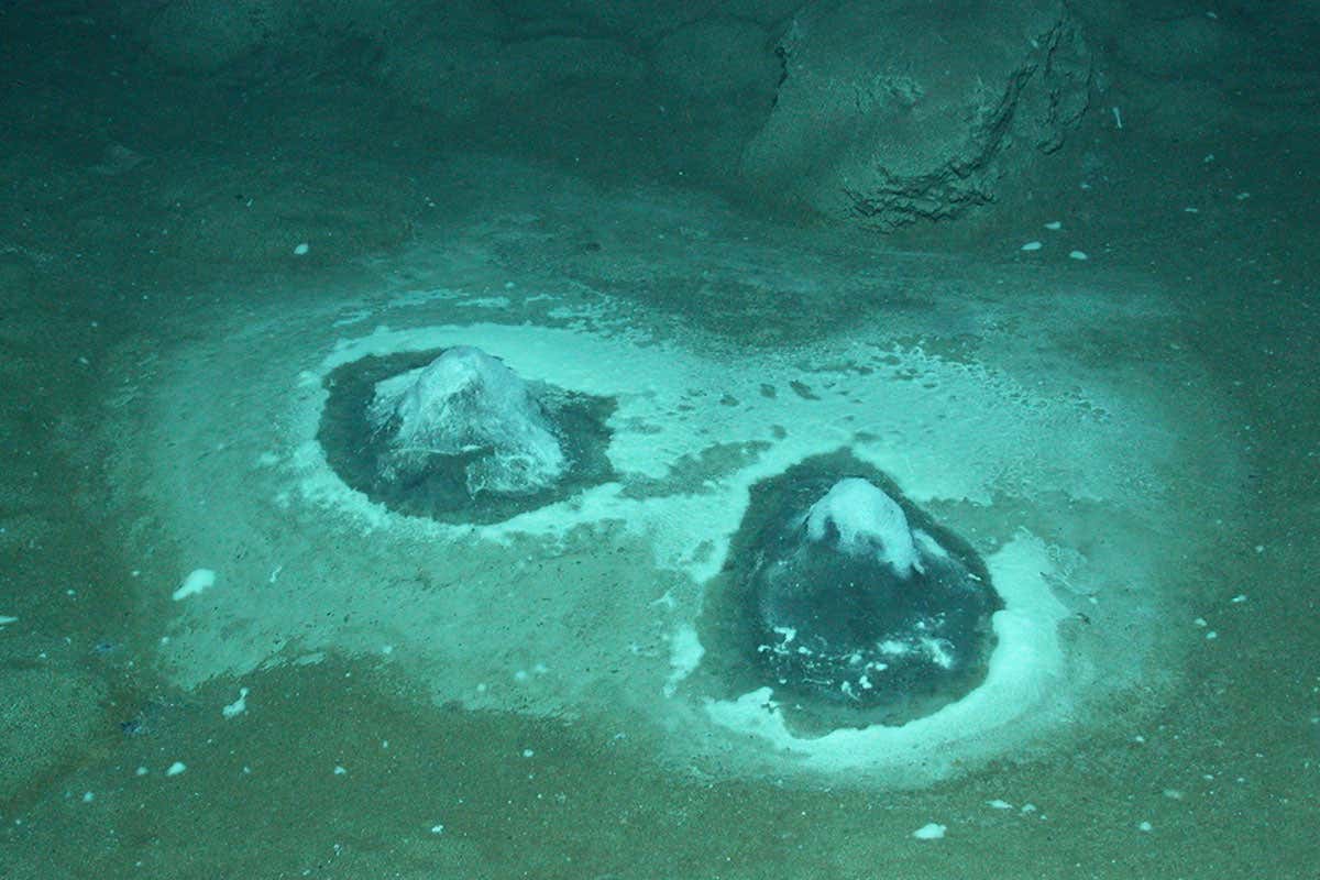 New Scientist. Science news and long reads from expert journalists, covering developments in science, technology, health and the environment on the website and the magazine.